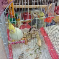 عروس هلندی نر سخنگو