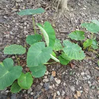 فروش گل بابا آدم|گل و گیاه طبیعی|سنگر, |دیوار