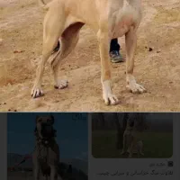توله ابستن زات دار
