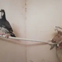 جفت سار هفت رنگ
