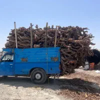 خریدار چوب انگور