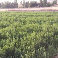 یونجه|عمده‌فروشی|سرپل ذهاب, |دیوار