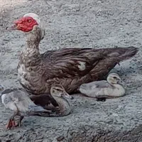 خروس محلی.مرغ لاری گلین واردک خارجی لهستانی|حیوانات مزرعه|نشتارود, |دیوار