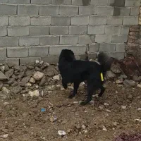 واگذاری قدرجونی