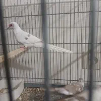 کبوتر آرام الماسی