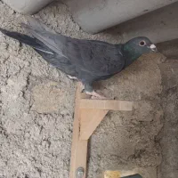 کبوتر پلاکی فیروزاباد|پرنده|شیراز, احمدآباد|دیوار