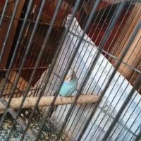 3 تا مرغ عشق آبی