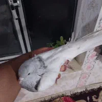 فیلی باش نر مهر