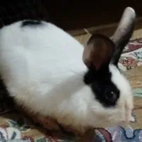 خرگوش|موش و خرگوش|نسیمشهر, |دیوار