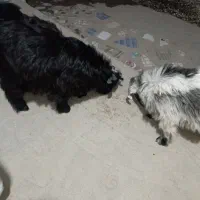 کهره و گوسفند