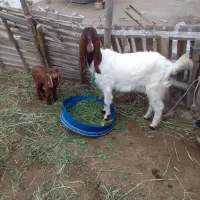 بزمطفل افغانی