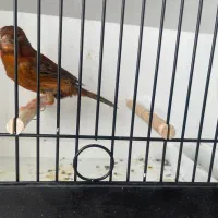 قناری نگرو سوخته دارچینی ماده|پرنده|شهرکرد, |دیوار
