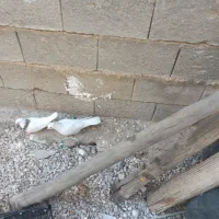 کبوتر طوقی اصل کرمانشاه