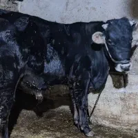 گوساله12ماهه اصل