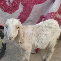 کره|حیوانات مزرعه|کرمان, |دیوار