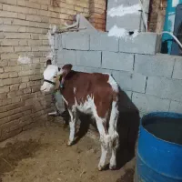 گوسال