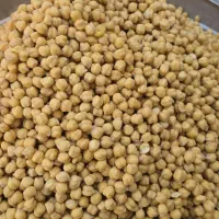 نخود کرمانشاهی درجه یک