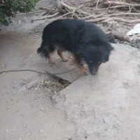 سگ فروشی قیمت ۲ملیون