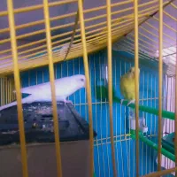 یک جفت مرغ عشق