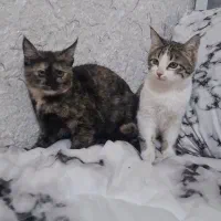 واگذاری گربه دوعدد|گربه|تربت‌حیدریه, ترمینال|دیوار