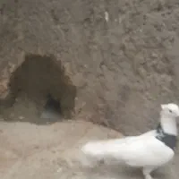 طوقی|پرنده|شهرضا, |دیوار