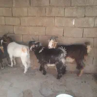 ۵عدد بیگ چاق برا کشت