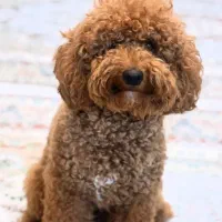 پودل واگذاری