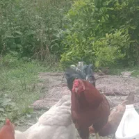 خروس دورگ محلی و لاری