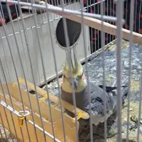 عروس هلندی نر صحبت هم میکنه