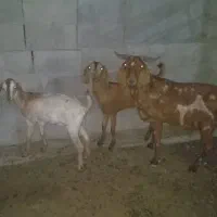 میش و بره|حیوانات مزرعه|بندرعباس, |دیوار