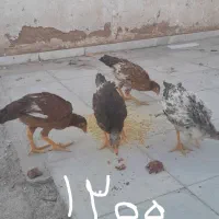 مرغ وخروس لازی