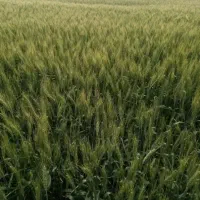 ۵/۵ هکتار زمین کشاورزی آبی|اجارهٔ دفتر صنعتی، کشاورزی، تجاری|رامشیر, |دیوار