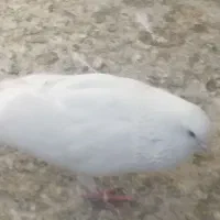 کبوتر
