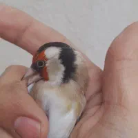 سهره|پرنده|اراک, |دیوار