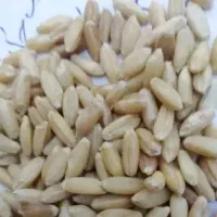 گندم بذری بوجار شده