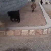 بز داشتی درشت هیکل|حیوانات مزرعه|اقلید, |دیوار