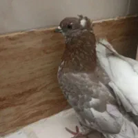 فروش فوری کفتر جمله و تکی