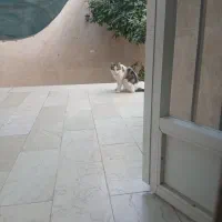 گربه نر پیدا شده