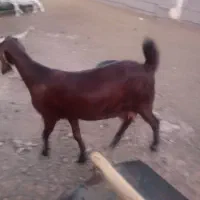 بز پاکستانی