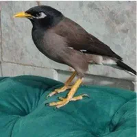 مرغ مینا سالم و سر حال