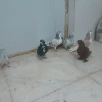 کبوتر ۴تا نر ۲ تا ماده
