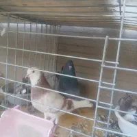 کفتر پرشی نر ماده به شرط و جوجه