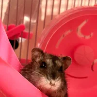 همستر|موش و خرگوش|اصفهان, کوجان|دیوار