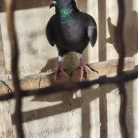 کفتردهاتی انگلیسی پاکستانی|پرنده|تهران, اسکندری|دیوار