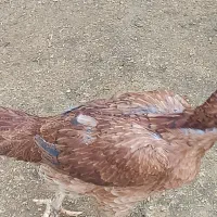 مرغ لاری اصل تخم گذار