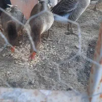 غاز صحیح و سالم