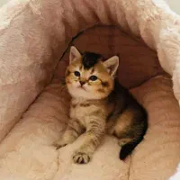 شهر گربه خاص بامزه ( بریتیش پرشین اسکاتیش )|گربه|کرمانشاه, |دیوار