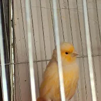 قناری ماده آماده