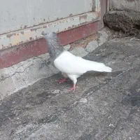 کبوتر کله ایی