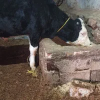 یک راس گوساله نر سیمینتال